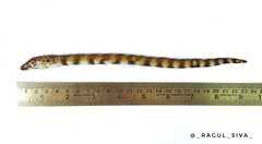 Dusky-Banded Moray photo 3