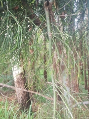 Euphorbia tirucalli