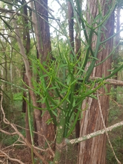 Euphorbia tirucalli