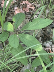 Ampelocissus obtusata kirkiana