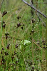 Pterostylis monticola