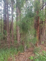 Euphorbia tirucalli