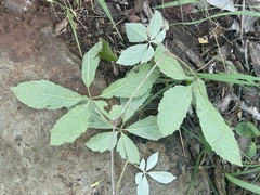 Ampelocissus obtusata kirkiana