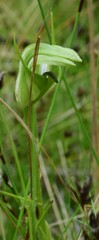 Pterostylis monticola