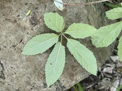 Ampelocissus obtusata kirkiana
