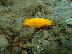 Doriopsilla peculiaris