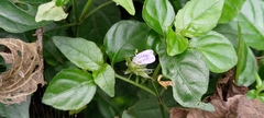 Rungia taiwanensis