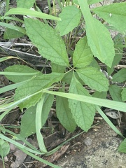 Ampelocissus obtusata kirkiana