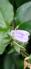 Rungia taiwanensis