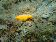 Doriopsilla peculiaris