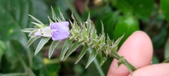 Rungia taiwanensis