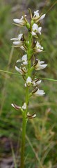 Prasophyllum odoratum
