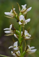 Prasophyllum odoratum
