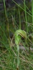 Pterostylis decurva
