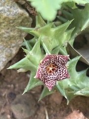 Orbea carnosa keithii