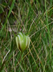 Pterostylis decurva