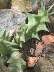 Orbea carnosa keithii