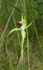 Caladenia flavovirens