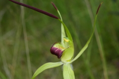 Caladenia flavovirens