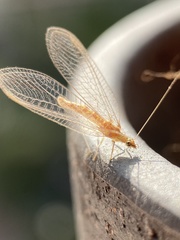 Chrysoperla nipponensis