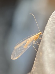 Chrysoperla nipponensis