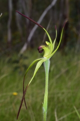 Caladenia flavovirens