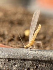 Chrysoperla nipponensis