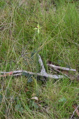 Caladenia flavovirens