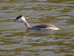 Podiceps cristatus