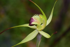 Caladenia flavovirens