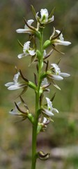 Prasophyllum odoratum