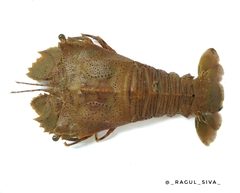 Thenus orientalis