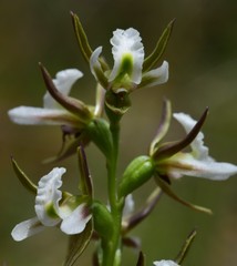 Prasophyllum odoratum