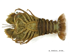 Thenus orientalis