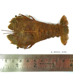Thenus orientalis