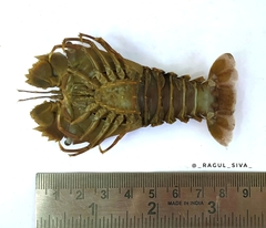 Thenus orientalis