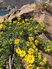 Deinandra clementina