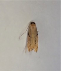 Crypsitricha roseata