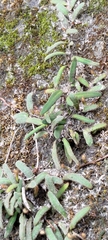 Pyrrosia linearifolia