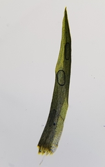 Campylopus flexuosus
