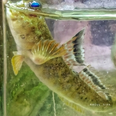 Periophthalmus variabilis