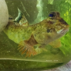 Periophthalmus variabilis