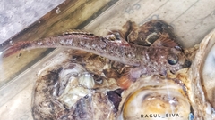 Periophthalmus variabilis