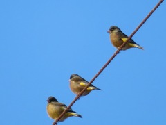 Chloris sinica