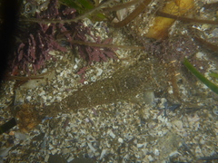 Crangon franciscorum