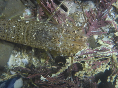 Crangon franciscorum