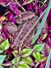 Leptodactylus latrans