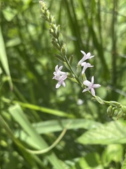 Priva flabelliformis