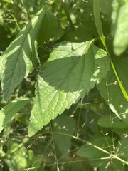 Priva flabelliformis