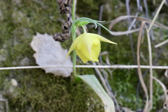 Calochortus pulchellus